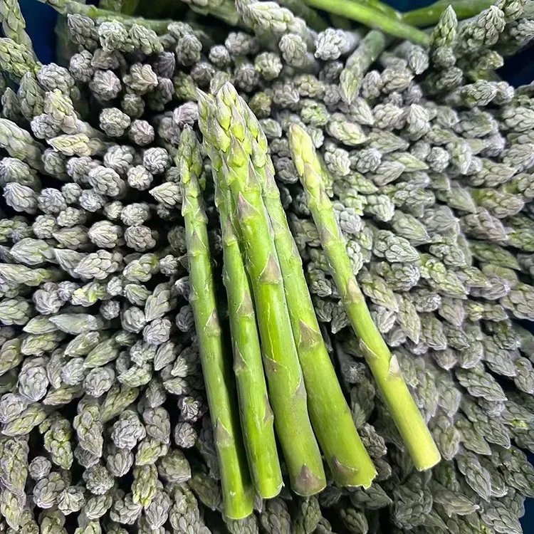 Măng tây xanh đông lạnh được lựa chọn để cung cấp nguyên liệu và dịch vụ thực phẩm ổn định