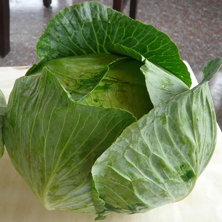 Bắp cải tươi giòn