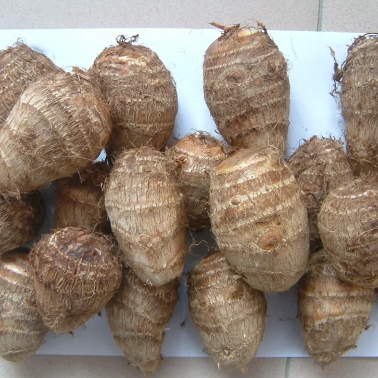 Khoai môn tươi ruộng