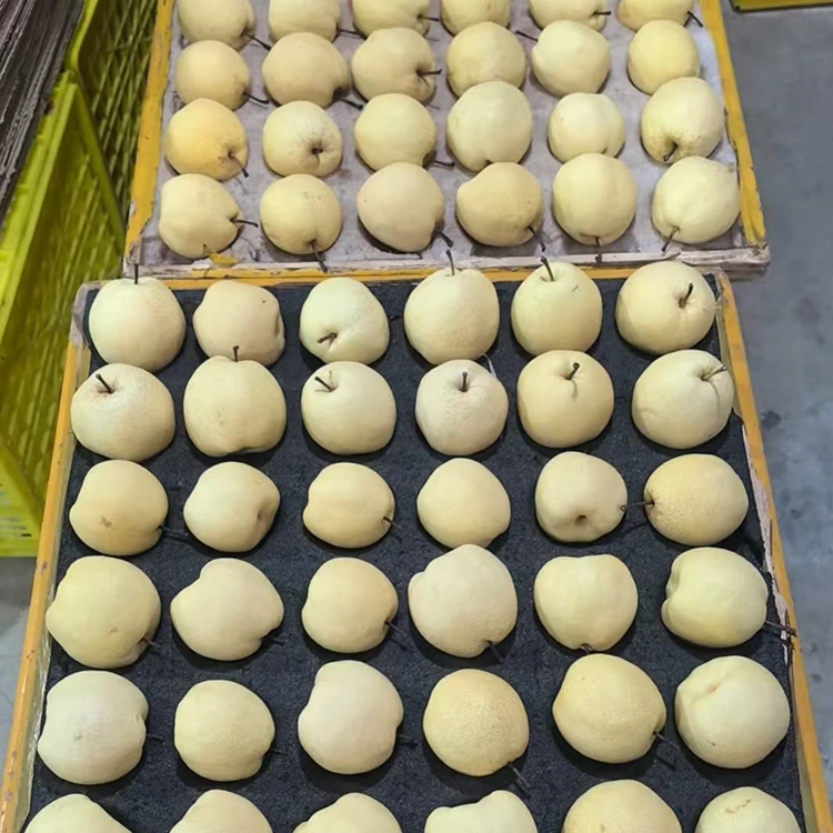 Lê Công mới hái