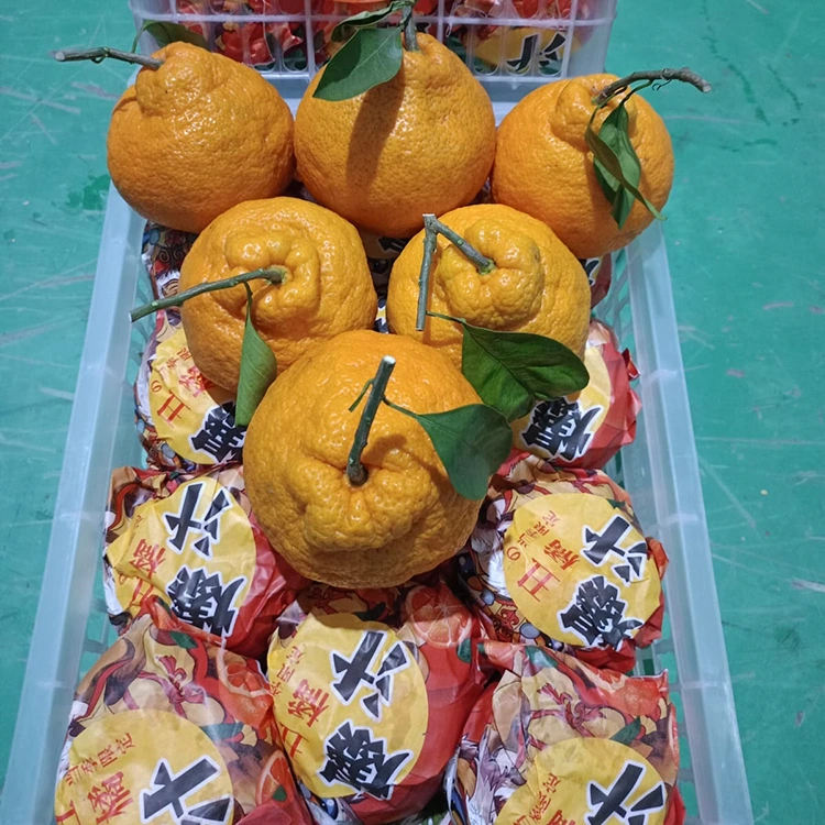 Quýt Shiranui tươi