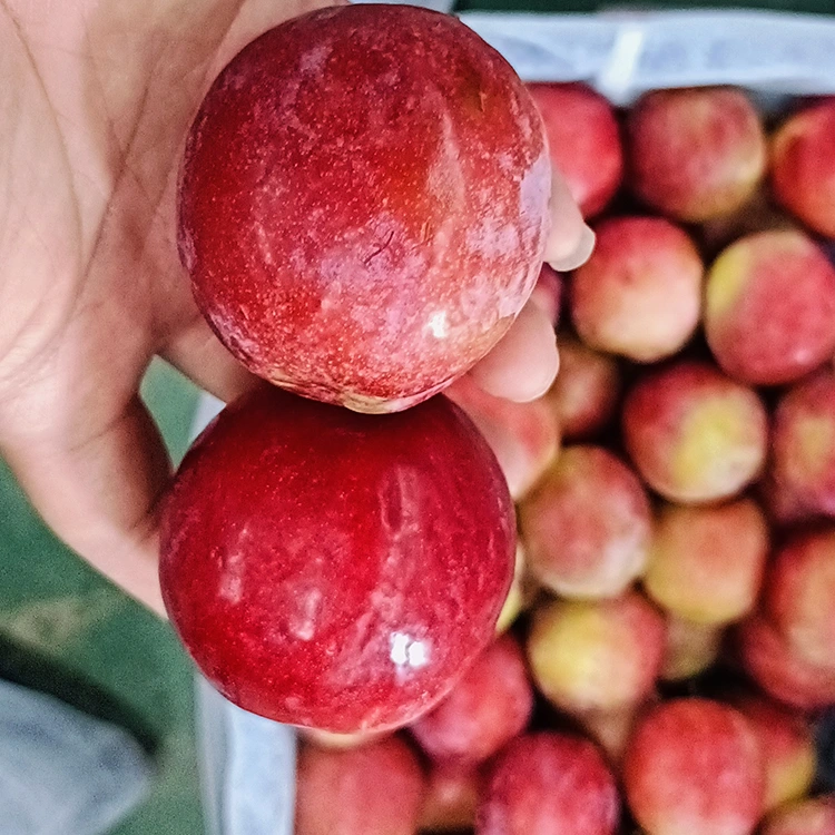 Mận Meiyi đỏ tươi ngọt ngào