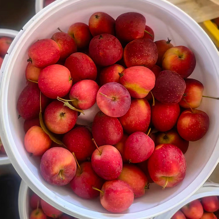 Táo Cherry Trung Quốc vụ mới cao cấp