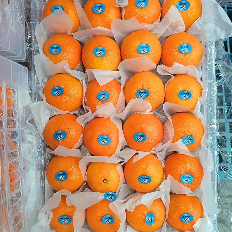 Quýt Wogan ngọt tươi hảo hạng