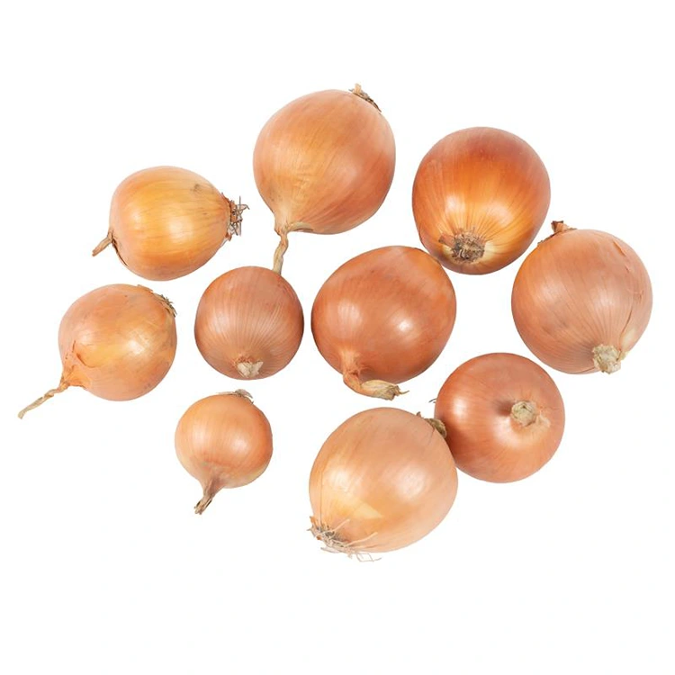 Hành vàng tươi cao cấp