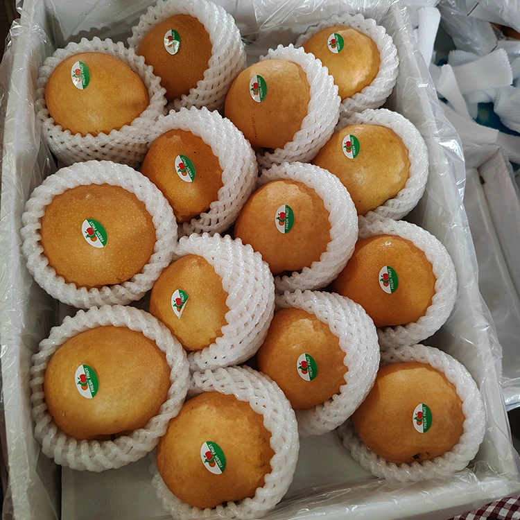 Lê Shingo cao cấp
