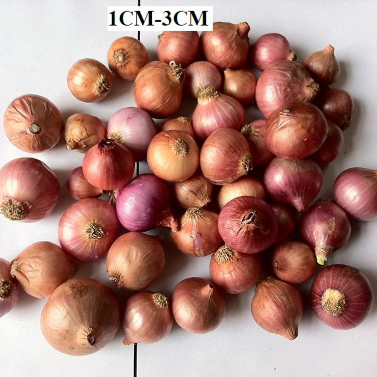Hành tươi trân châu tươi chọn lọc