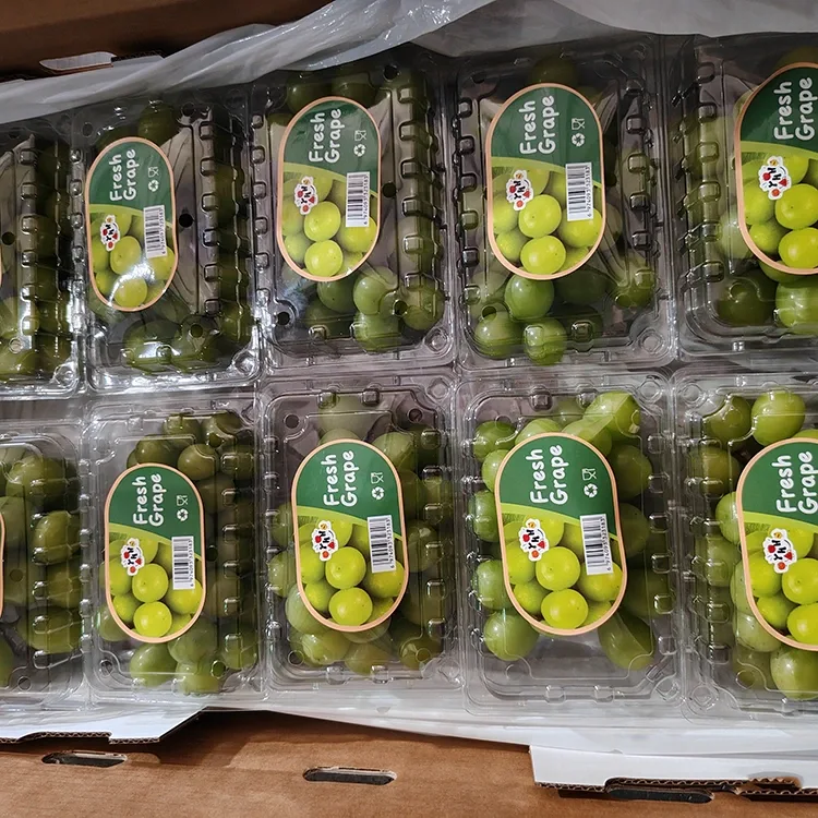 Nho Muscat Tươi Shine được tuyển chọn