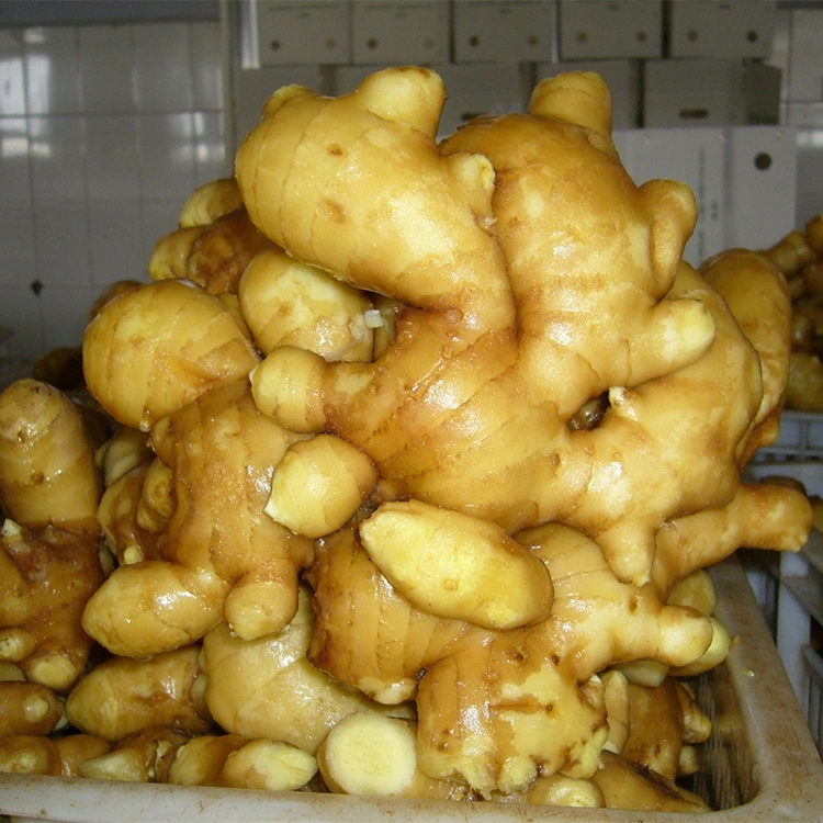 Gừng thơm tươi cay